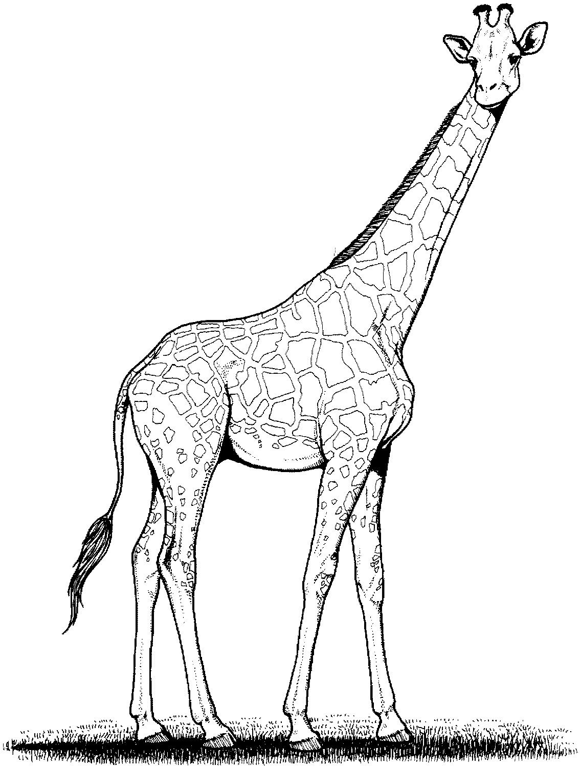 Free Printable Giraffe Coloring Pages For Kids