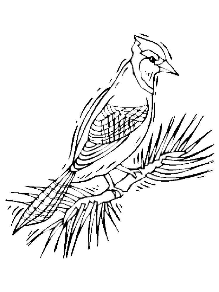 Blue Jay Coloring Page at GetColorings.com | Free printable colorings