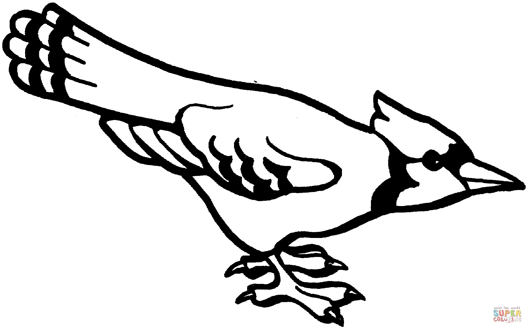 Curious Blue Jay coloring page | Free Printable Coloring Pages