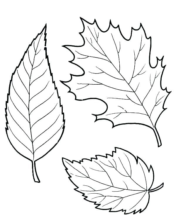 Fall Leaves Coloring Pages - Best Coloring Pages For Kids