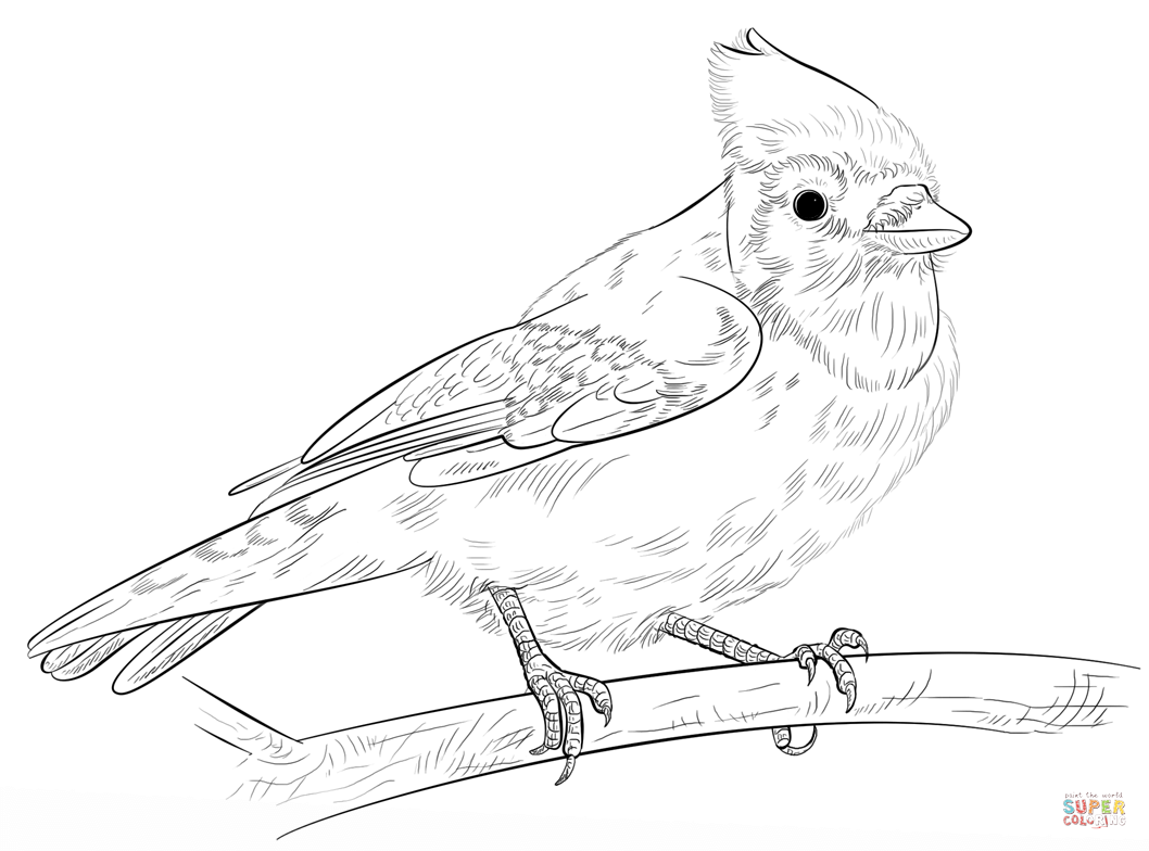 Blue Jay on a Branch coloring page | Free Printable Coloring Pages
