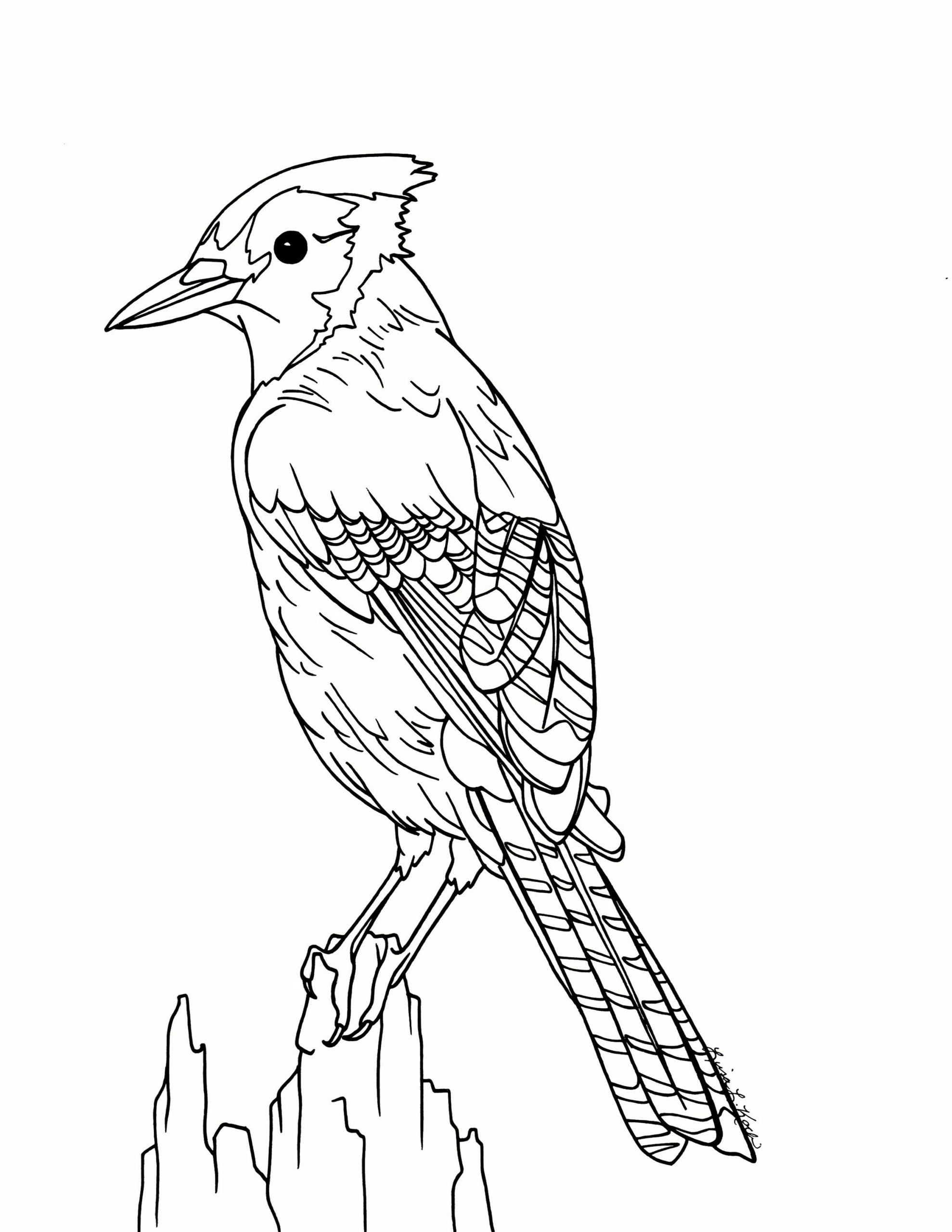 blue jay coloring page printable Blue jay coloring pages