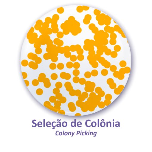 colony-picking | Loccus