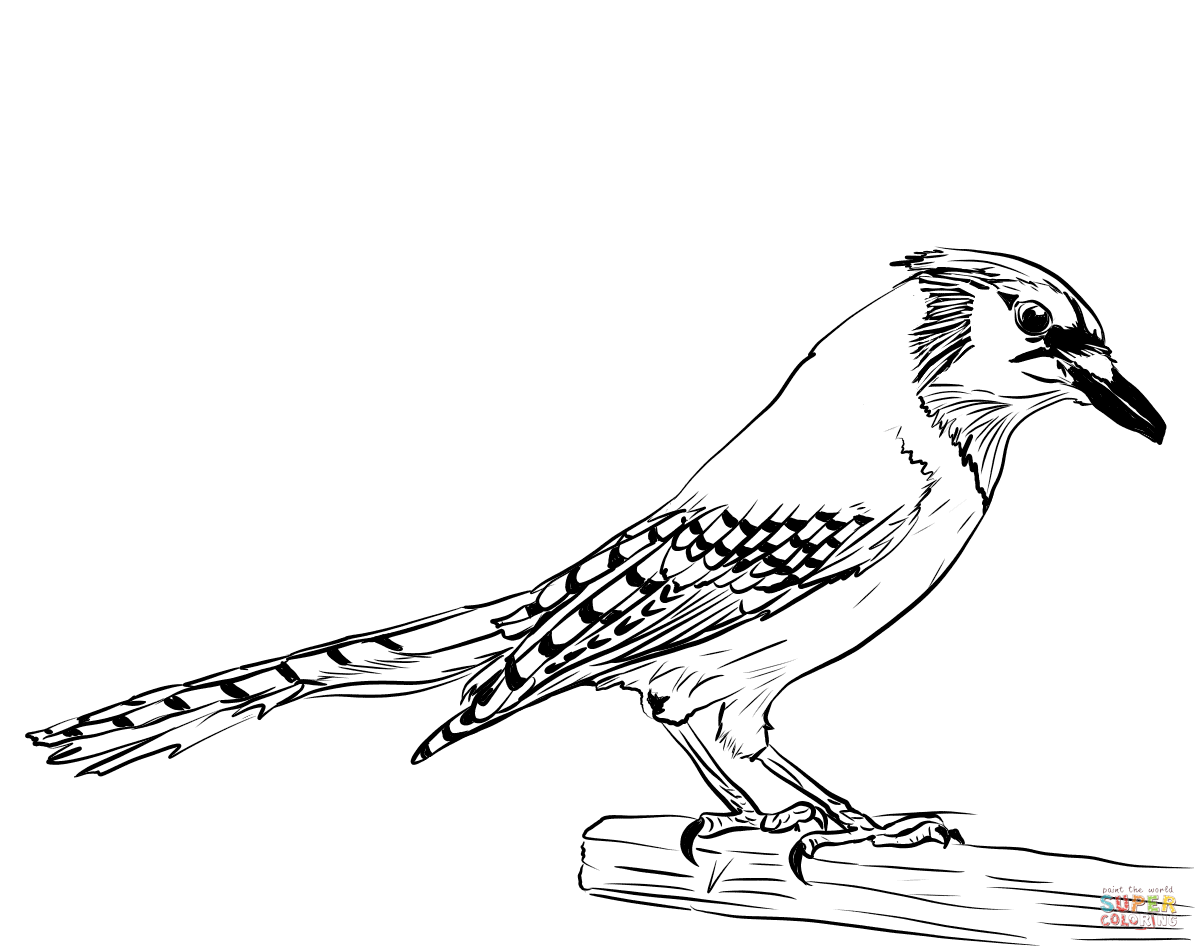 Blue Jay Coloring Sheets For Kids - Skiing Penguin Coloring Pages